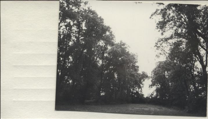 park dworski, skan 2