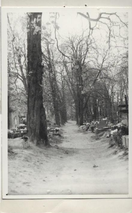 aleja kasztanowców - cz. północna cmentarza par., skan 3