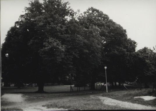 park, skan 4