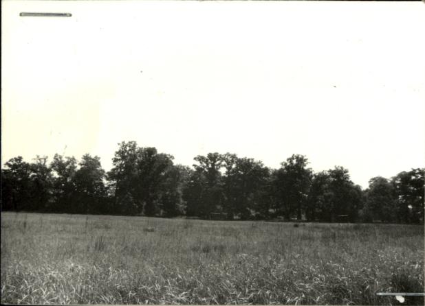 park dworski, skan 2
