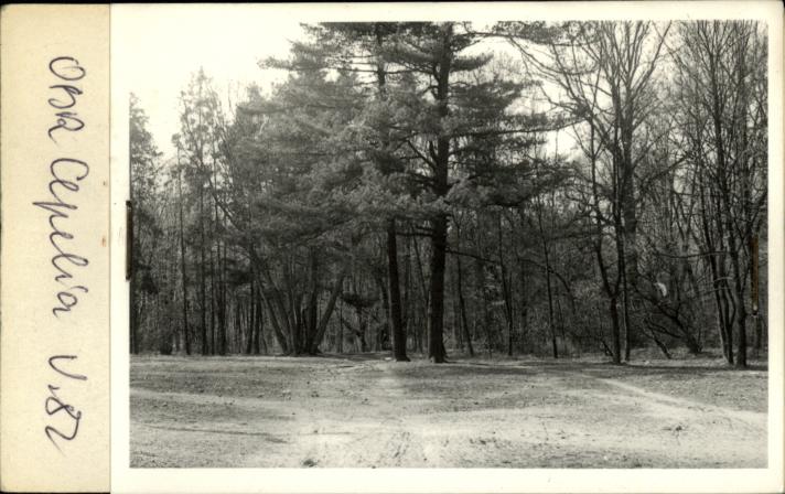 park dworski, skan 2