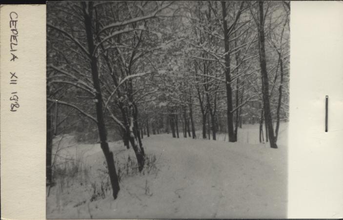 park krajobrazowy pałacowy, skan 2