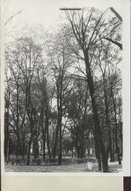 zespół pałacowy - park, skan 2