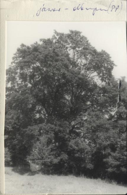 park, skan 2