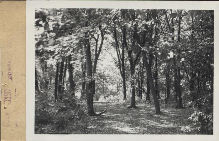 park, skan 2