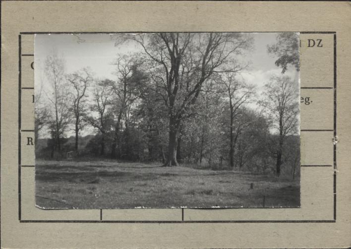 park krajobrazowy (stawy groble), skan 3