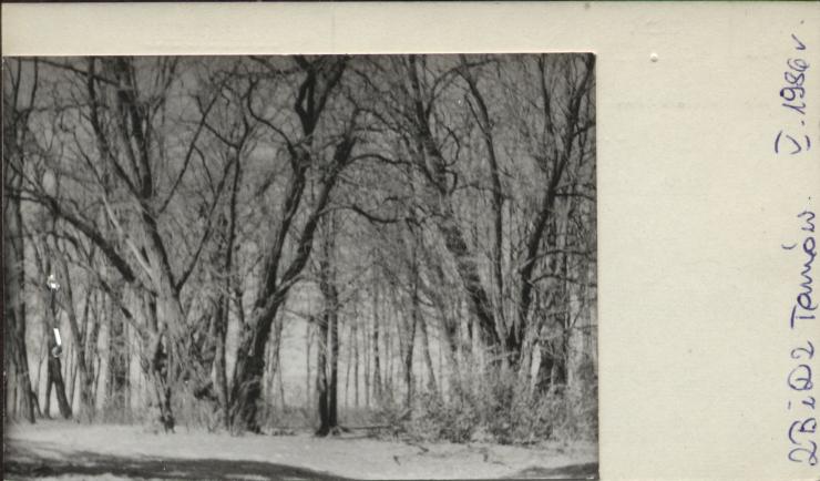 park, skan 2