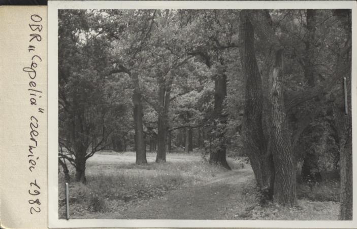 park krajobrazowy, skan 2