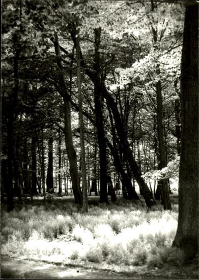 park dworski, skan 3