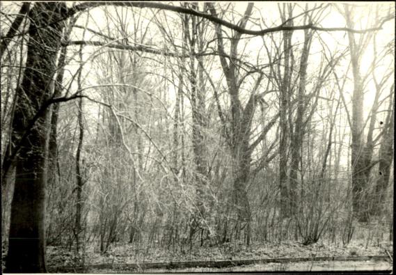 park, skan 3