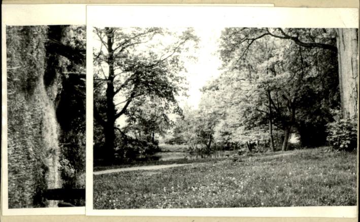 park, skan 3