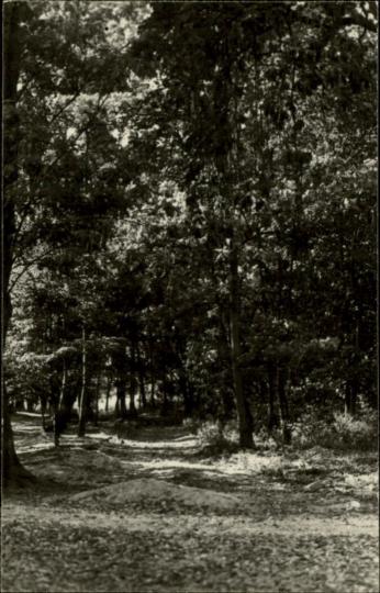 park krajobrazowy, skan 3