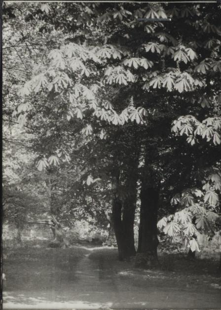 park w zespole pałacowym, skan 3