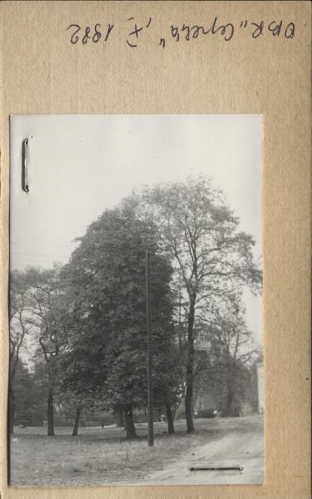 park dworski, skan 2