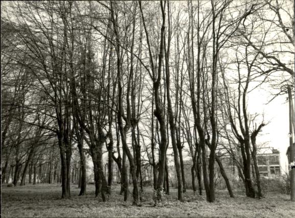 park krajobrazowy, skan 3