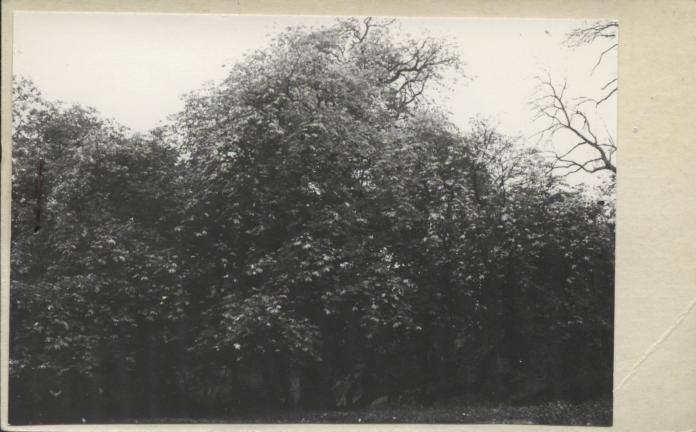 park krajobrazowy, skan 2