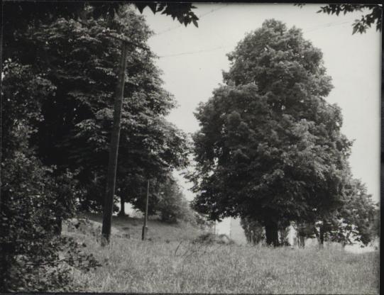 park, skan 2