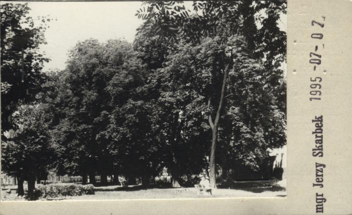 aleja kasztanowa, skan 2