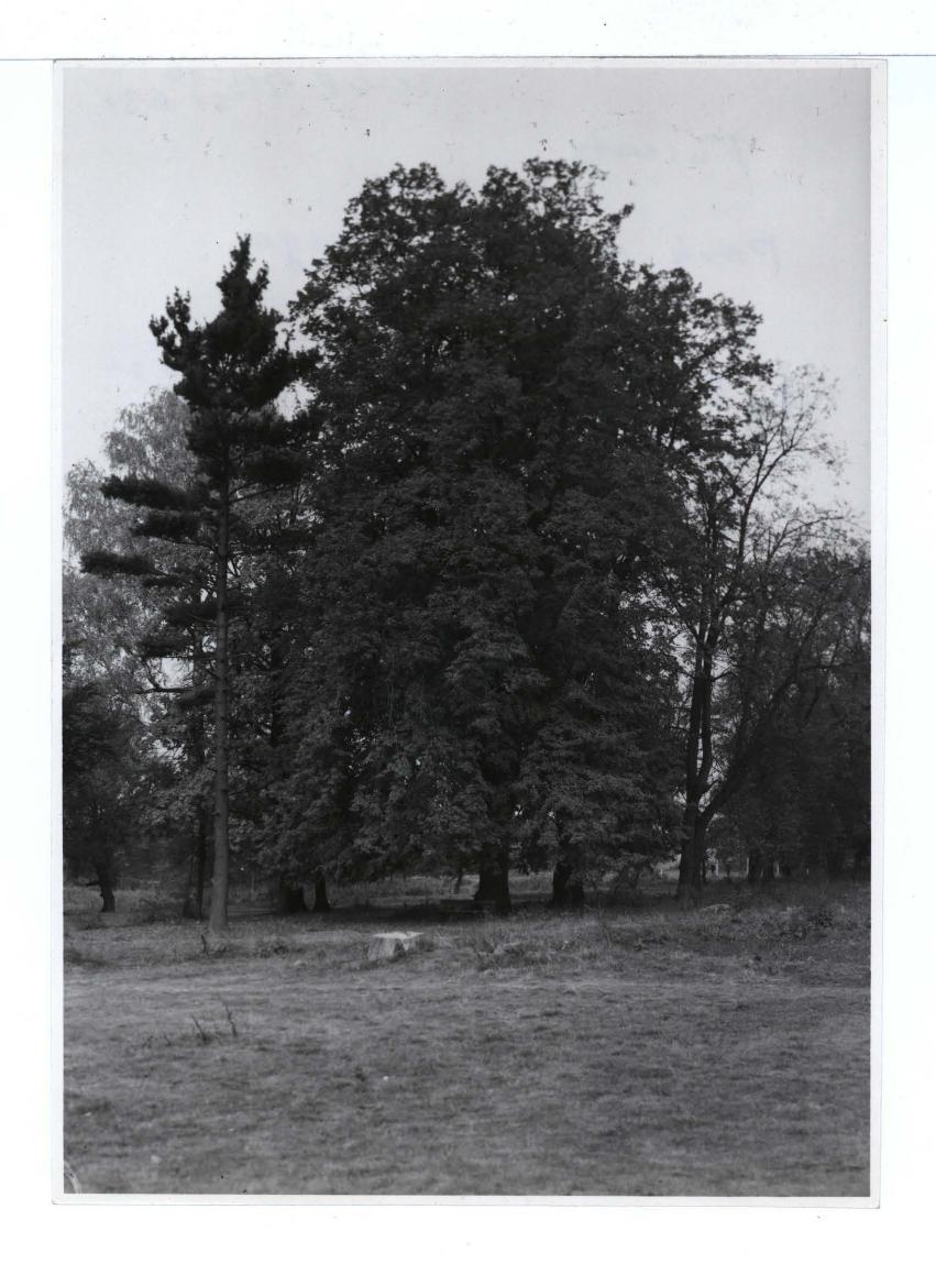 13 fotografii czarno-białych; autor: n.n.; w tym: jedna z planem dotycząca Falantów i Raszyna na podstawie planów S. B. Zuga (1784 r.; Gabinet Rycin UW, zb. W. Jeź. 24) wykonana w 1950 r.; jedna z regulacją spadku terenu z Falent do Raszyna na podstawie planów tego samego architekta (Gabinet Rycin UW zb. W. Jeź. 75) wykonana w 1958 r. dziewięć wykonanych przez E. Kozłowską w roku 1951 r. (dwie na kartach) przedst. pałacowy park; dwie odbitki spośród wcześniej wymienionych; jedna nie podpisana również ukazująca park w Falentach                                                                                 , skan 8