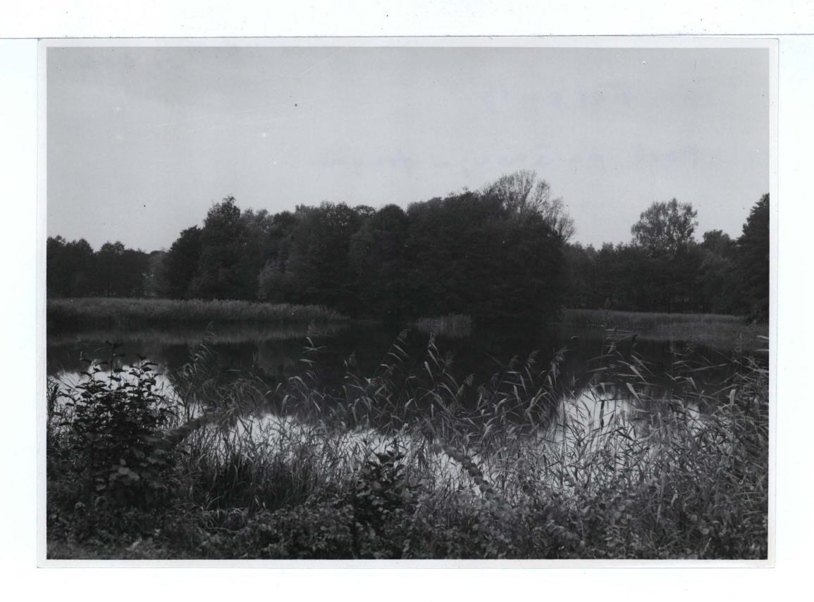 13 fotografii czarno-białych; autor: n.n.; w tym: jedna z planem dotycząca Falantów i Raszyna na podstawie planów S. B. Zuga (1784 r.; Gabinet Rycin UW, zb. W. Jeź. 24) wykonana w 1950 r.; jedna z regulacją spadku terenu z Falent do Raszyna na podstawie planów tego samego architekta (Gabinet Rycin UW zb. W. Jeź. 75) wykonana w 1958 r. dziewięć wykonanych przez E. Kozłowską w roku 1951 r. (dwie na kartach) przedst. pałacowy park; dwie odbitki spośród wcześniej wymienionych; jedna nie podpisana również ukazująca park w Falentach                                                                                 , skan 12