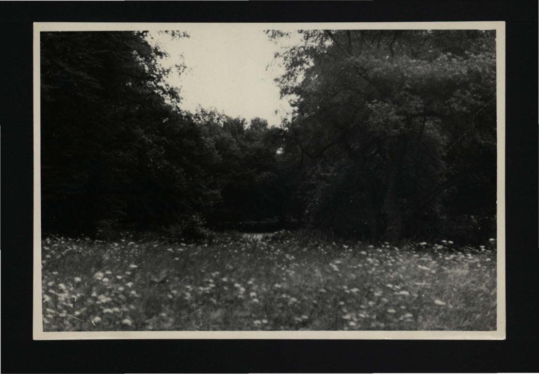3 fotografie czarno-białe przedstawiające fragment elewacji frontowej pałacu oraz pobliski park; 11 sierpnia 1956 r.                                           , skan 1