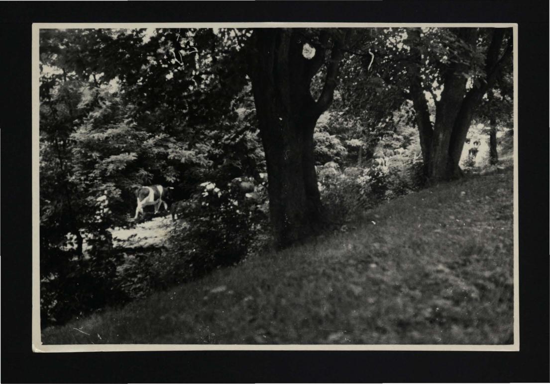 3 fotografie czarno-białe przedstawiające fragment elewacji frontowej pałacu oraz pobliski park; 11 sierpnia 1956 r.                                           , skan 3