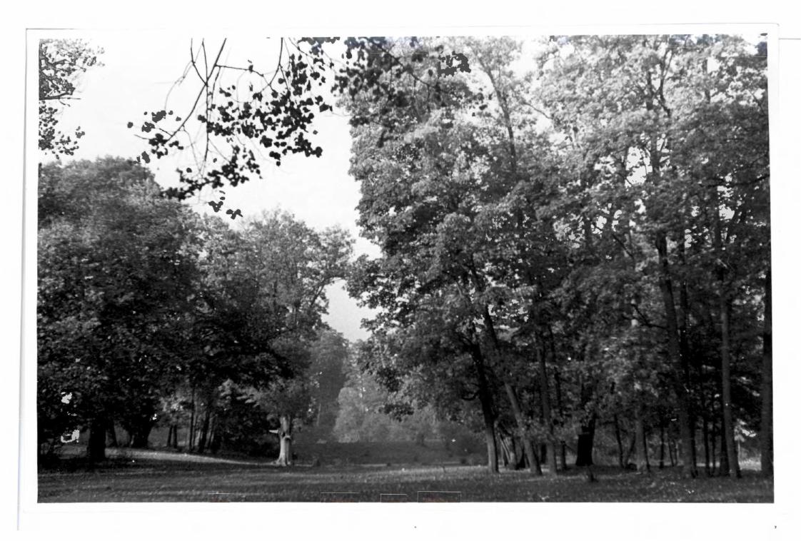 10 fotografii czarno-białych miejscowego parku, 1955 , skan 4