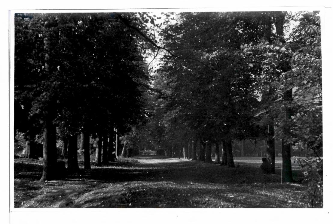 10 fotografii czarno-białych miejscowego parku, 1955 , skan 7