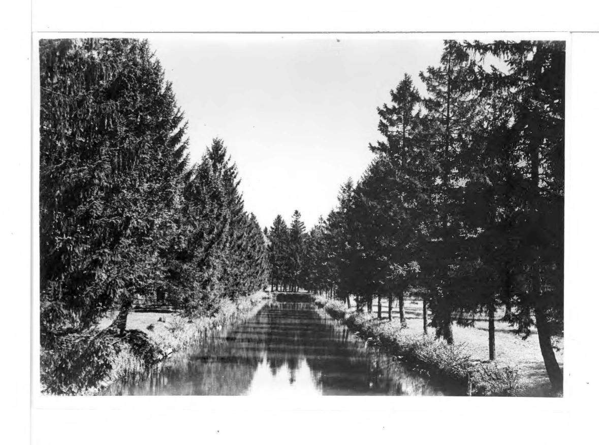 11 fotografii czarno-białych; park , skan 21