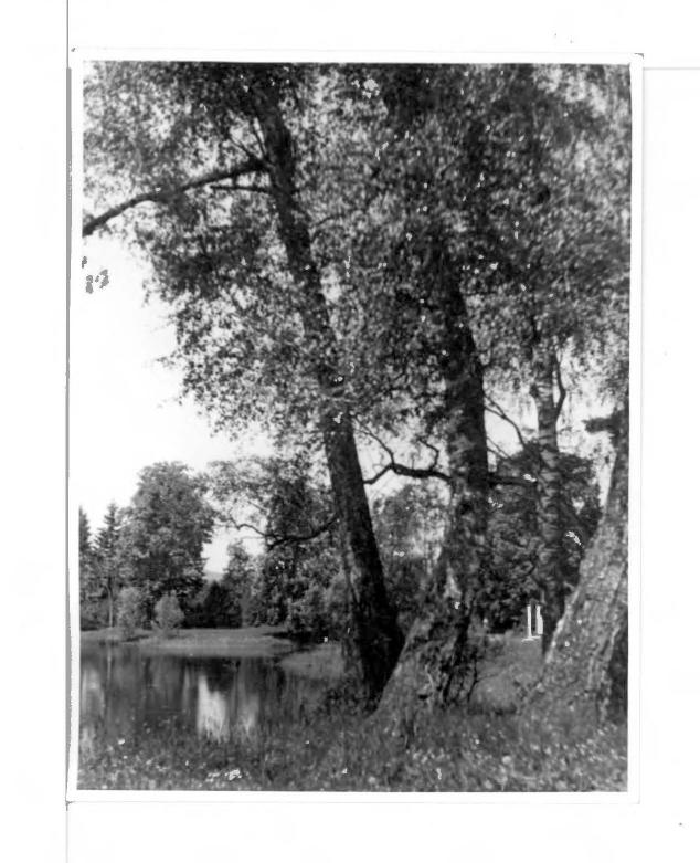 7 fotografi czarno-białych przedstawiających park, skan 4