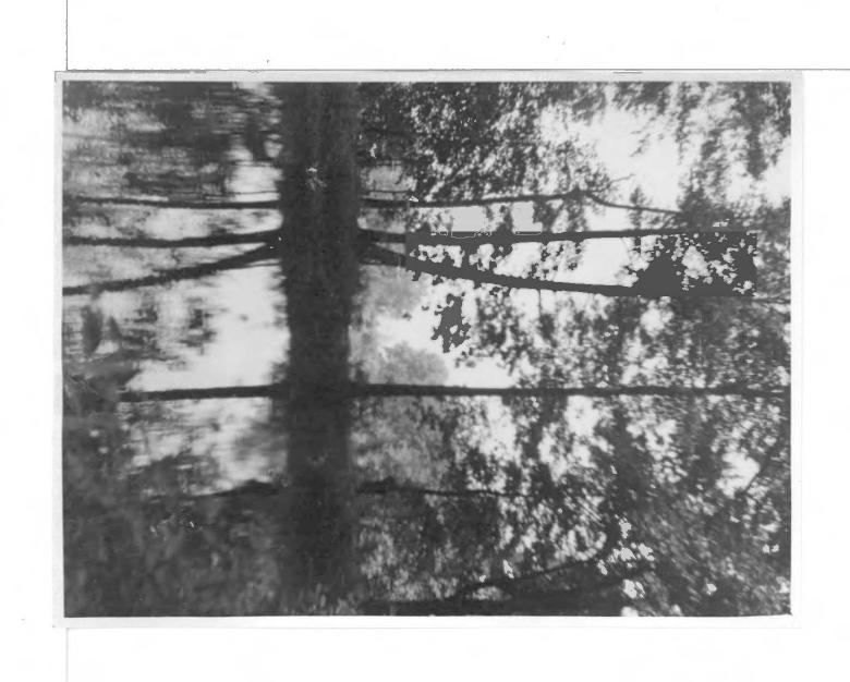 2 fotografie czarno-białe przedstawiające park, skan 1