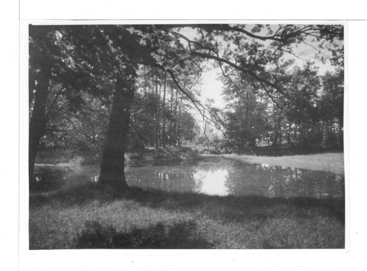 2 fotografie czarno-białe przedstawiające park, skan 2