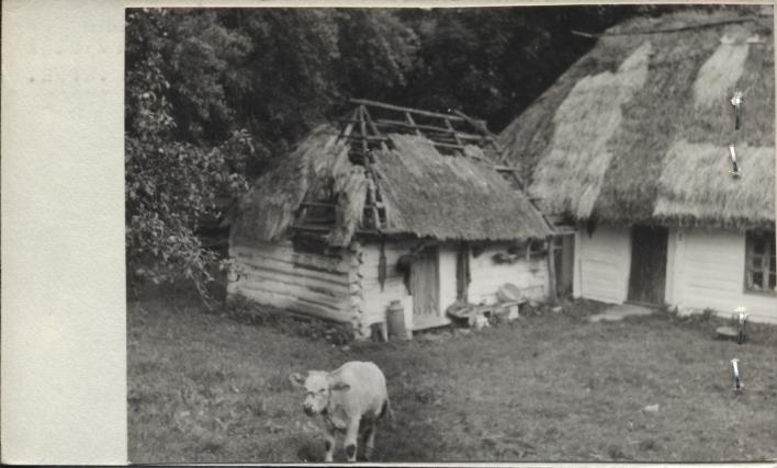 chlewik w zagrodzie, skan 2