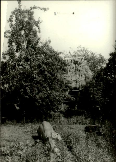 dom, skan 5