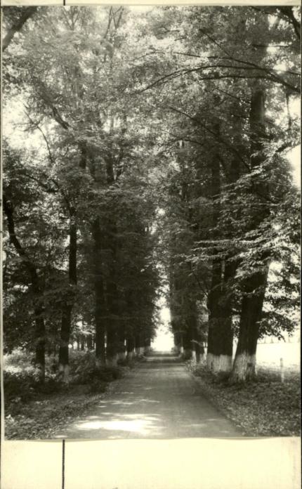 aleja lipowa k. dworu, skan 2