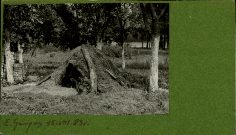 gruba (kurnik), skan 2