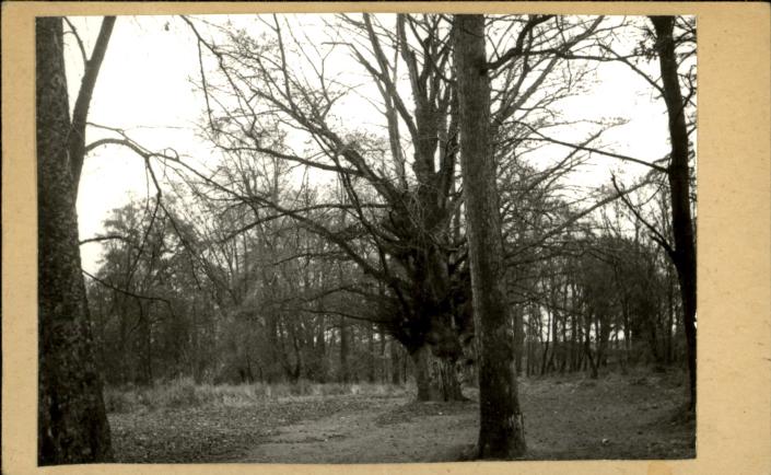 park, skan 2