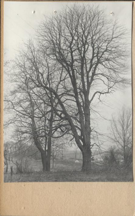 zespół dworski - d. park, skan 3