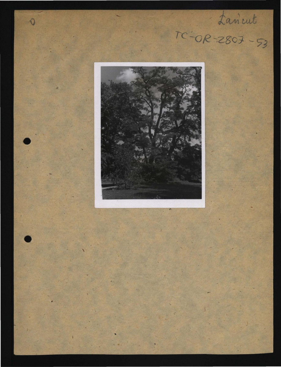 fotografia czarno-biała przedstawiająca fragment miejscowego parku widocznego z tyłu zamku, skan 1
