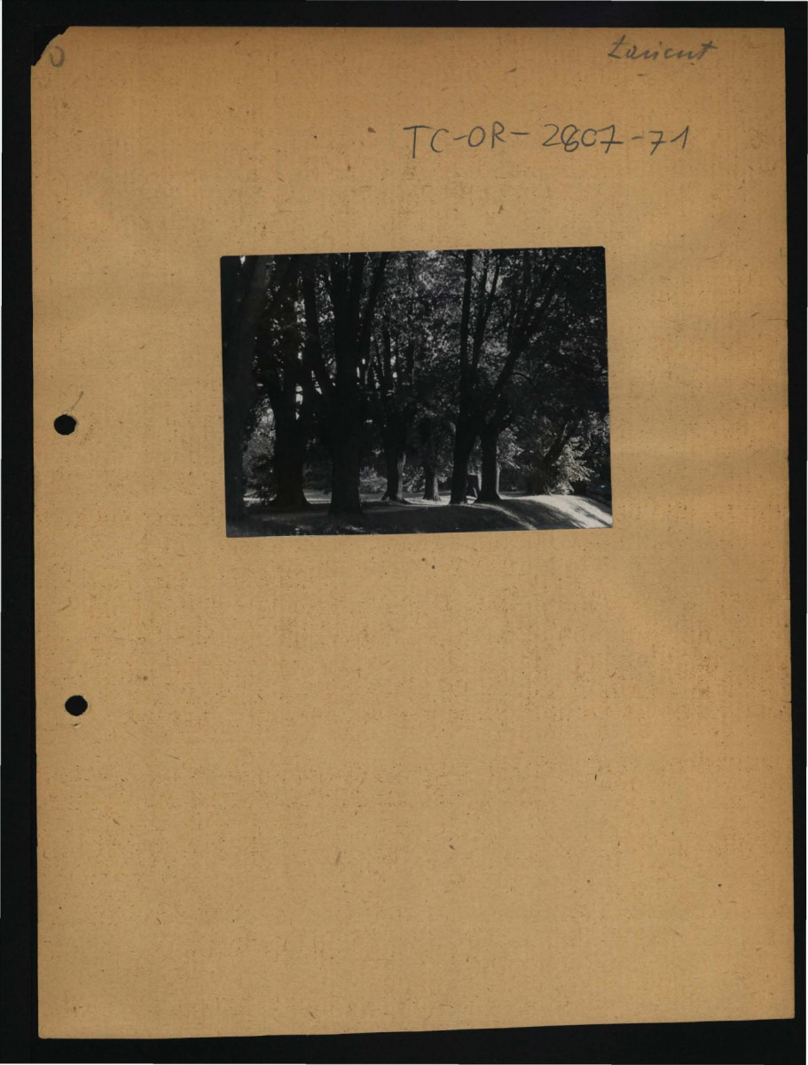 2 fotografia czarno-biała przedstawiająca grupę drzew w miejscowym parku, skan 2
