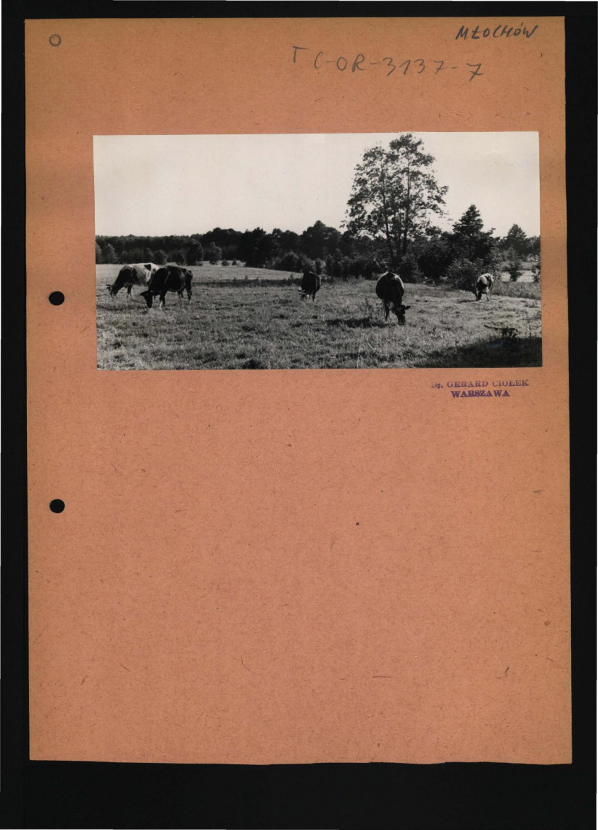 fotografia czarno-biała przedstawiająca miejscową łąkę         , skan 1