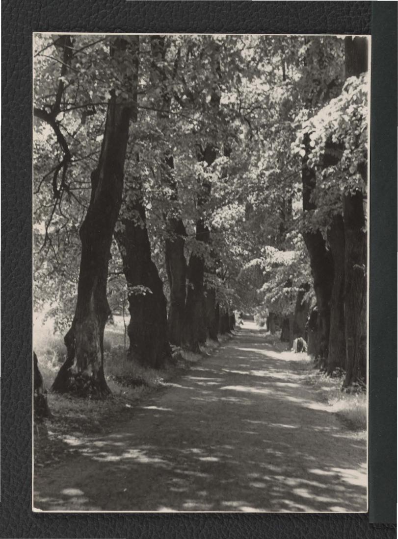 3 fotografie czarno-białe przedstawiające fragment parku przy zamku  , skan 1