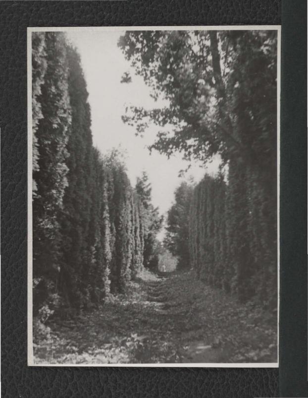3 fotografie czarno-białe przedstawiające fragment parku przy zamku  , skan 5