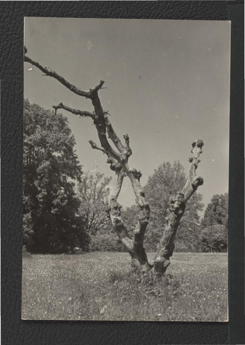 3 fototografie czarno-białe przedstawiające park przy zamku , skan 1