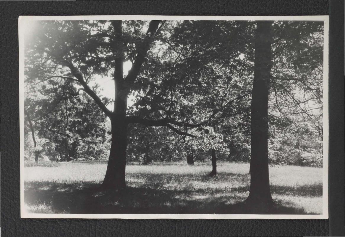 fotografia czarno-biała przedstawiająca miejscowy park  , skan 1