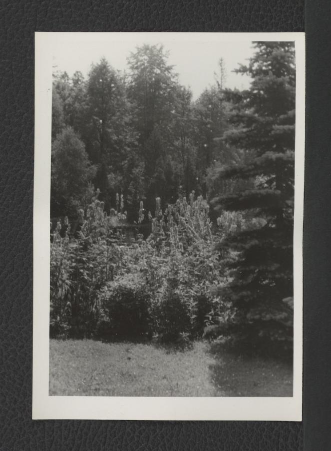 fotografia czarno-biała przedstawiająca miejscowy park   , skan 1
