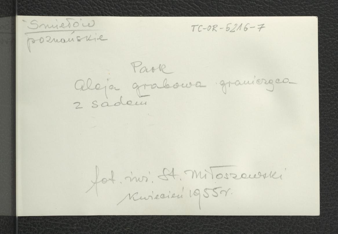 fotografia czarno-biała przedstawiająca aleję parkową graniczącą z miejscowym sadem, skan 2