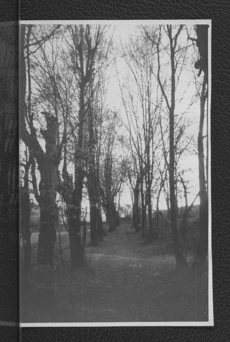 fotografia czarno-biała przedstawiająca aleje parkową, skan 1