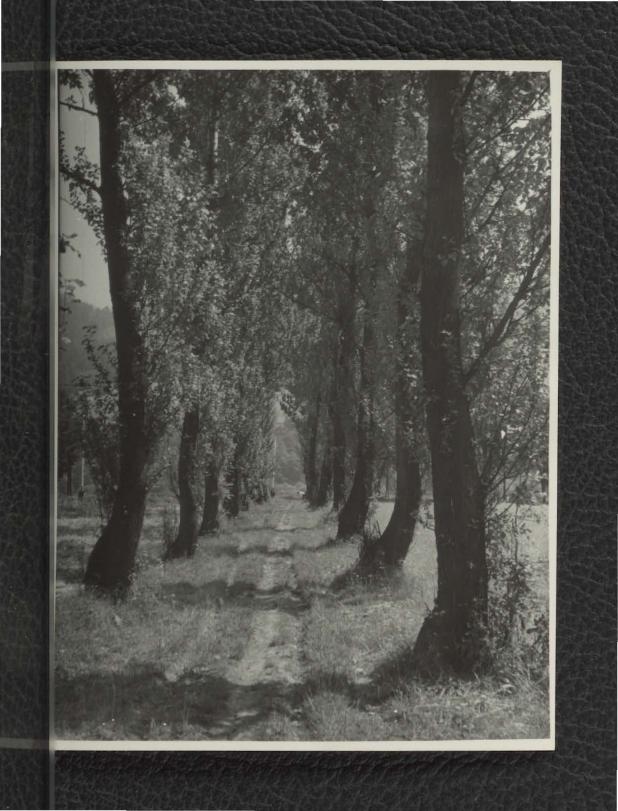 2 fotografie czarno-białe przedstawiające miejscową aleję parkową, skan 1