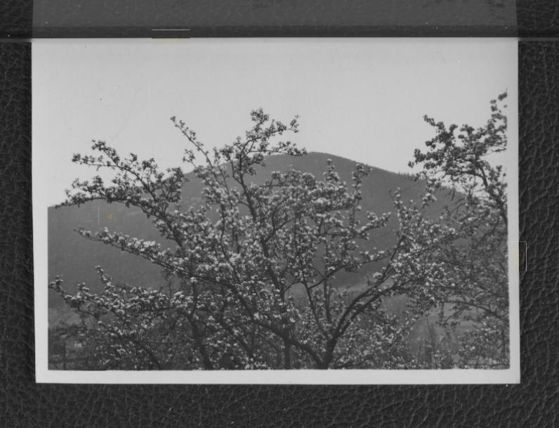 3 fotografie czarno-białe przedstawiające górne partie korony drzew w miejscowym ogrodzie wiejskim                                                                                                       , skan 1